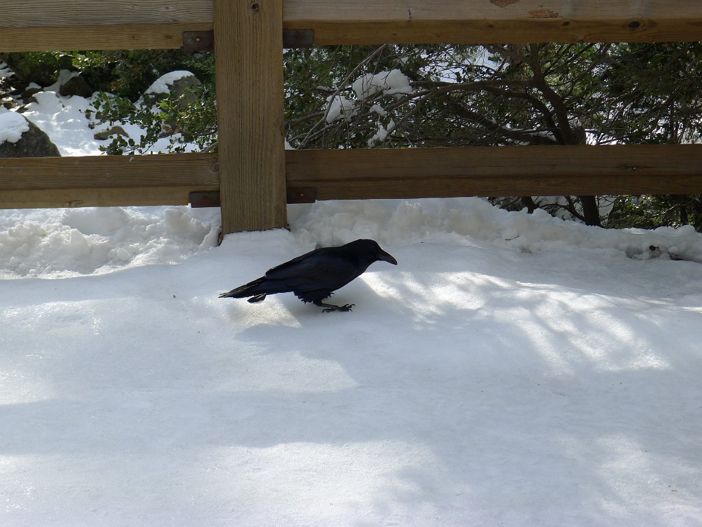 20110220-21_Yosemite 087.JPG - He kept pecking on the icy snow. No bugs there.